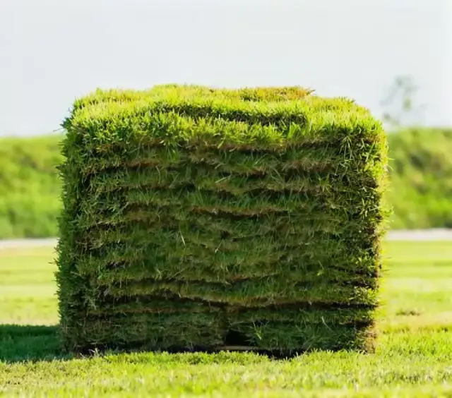 Sod