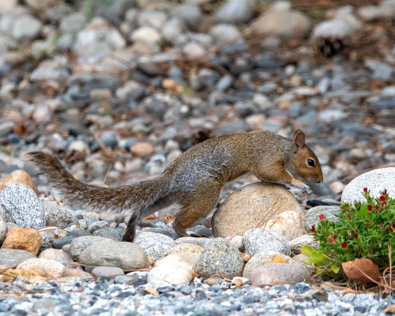 brown squirrel on various stones