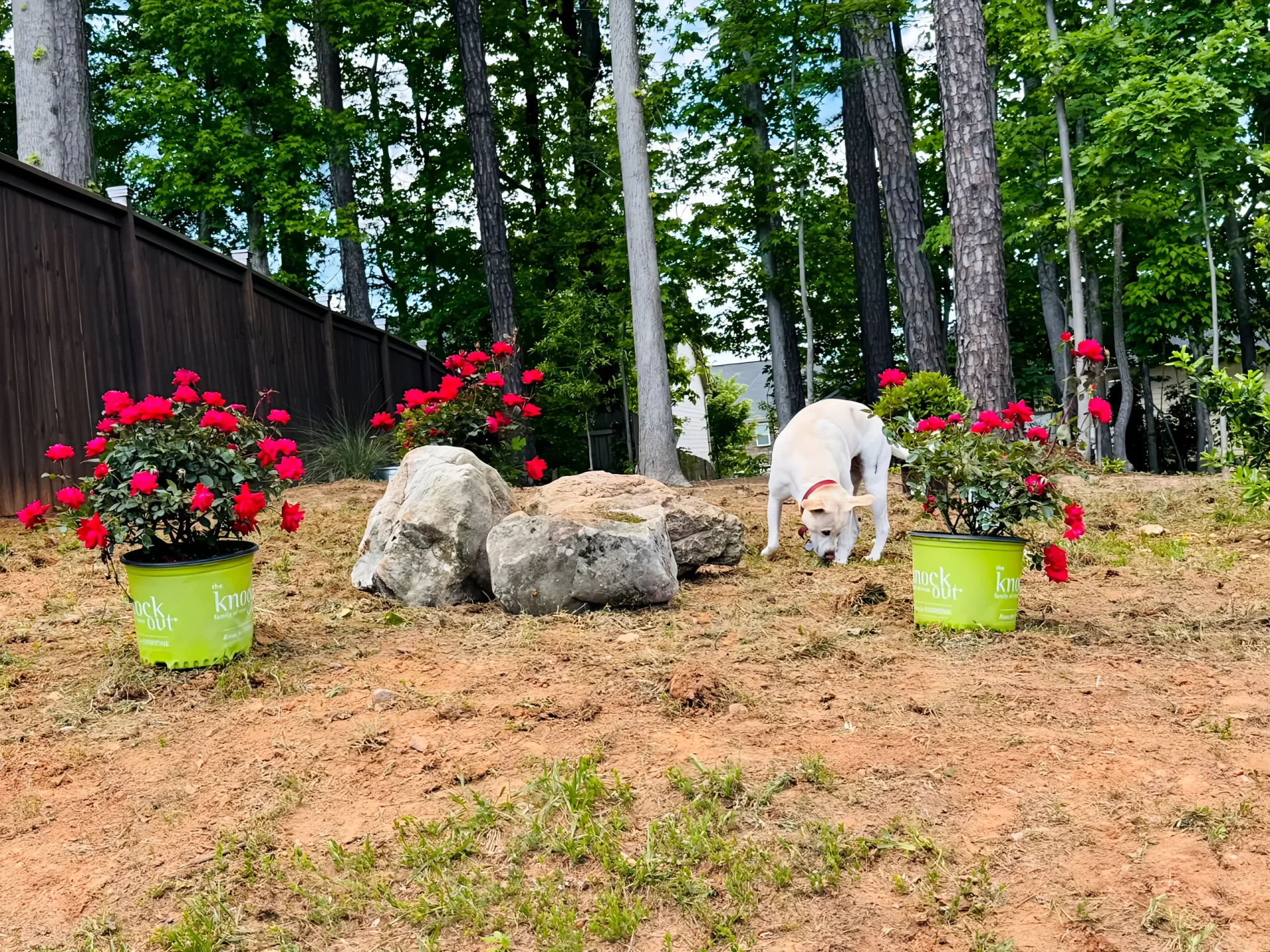 Plant and Boulder Supply Atlanta