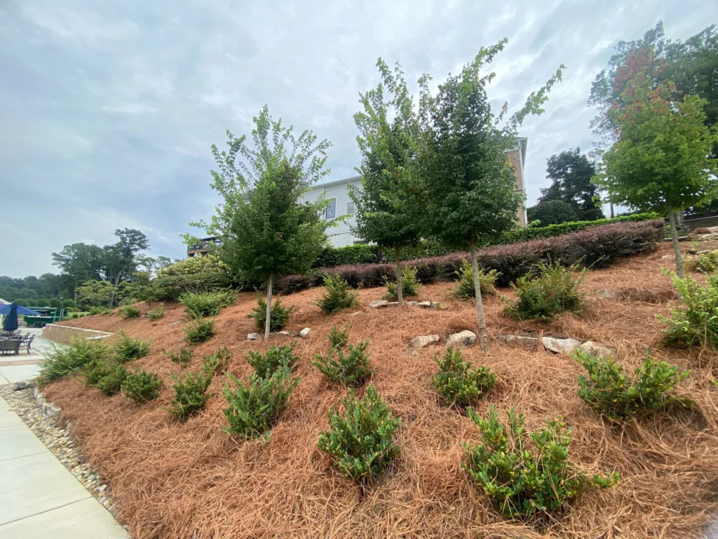 pine straw installers